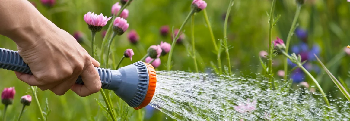 Hand hält Schlauch und bewässert Blumen